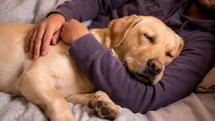 犬の不思議な行動：飼い主に寄り添う3つの理由