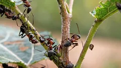 アリとアブラムシが跡形もなく消える：薬剤より効く簡単な裏ワザ