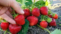 イチゴの収穫量が2倍に：多くの人が見落としている植え付け方法